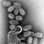 565px-EM_of_influenza_virus