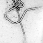 Ebola_virus_em