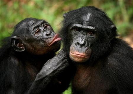 photo of bonobos kissing