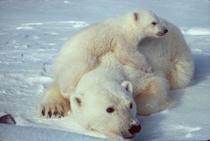 800px-Ursus_maritimus_Polar_bear_with_cub_2